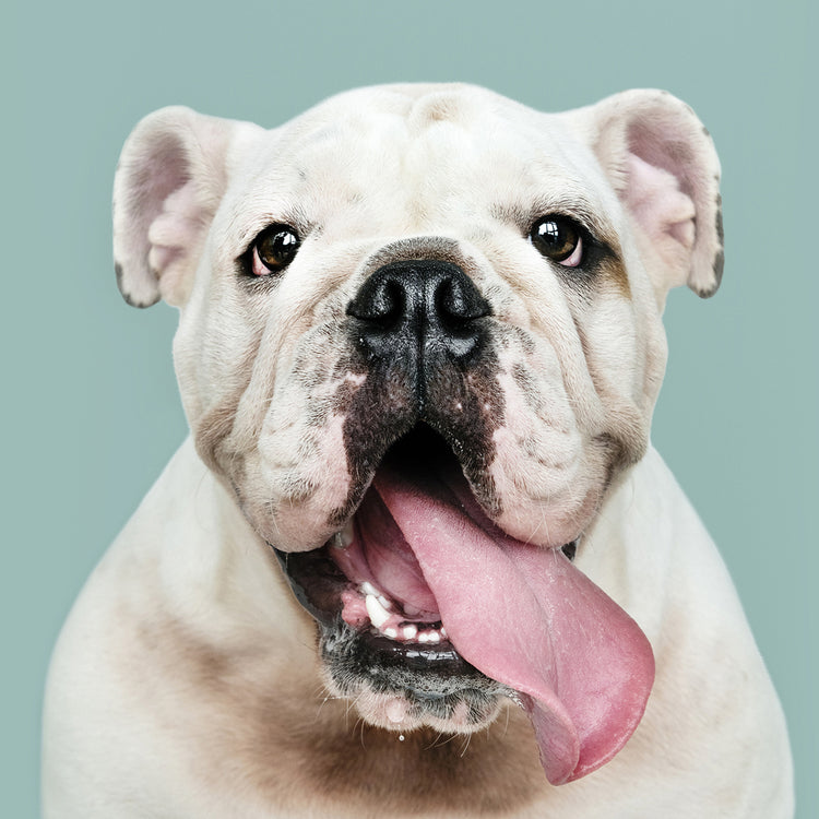 ALIMENTO PERROS