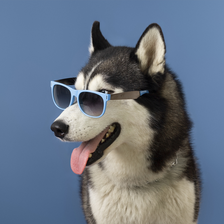 PERROS ACCESORIOS