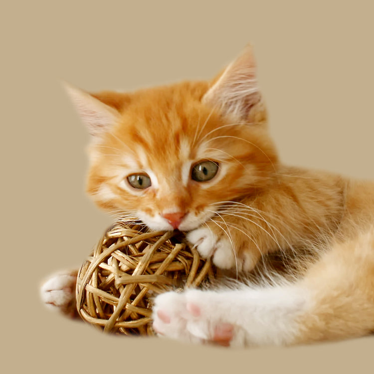 JUGUETES GATOS